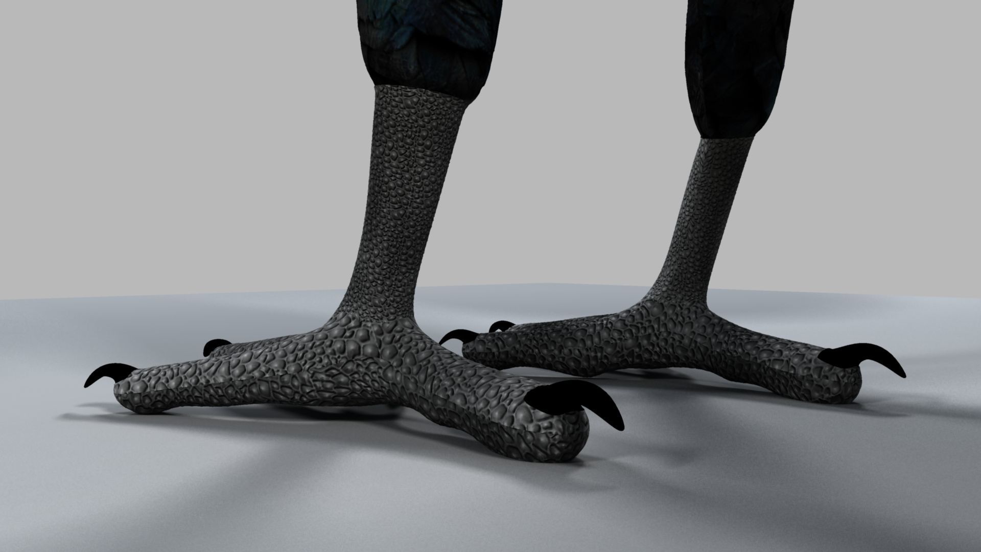 Kokila crow 3D model_13