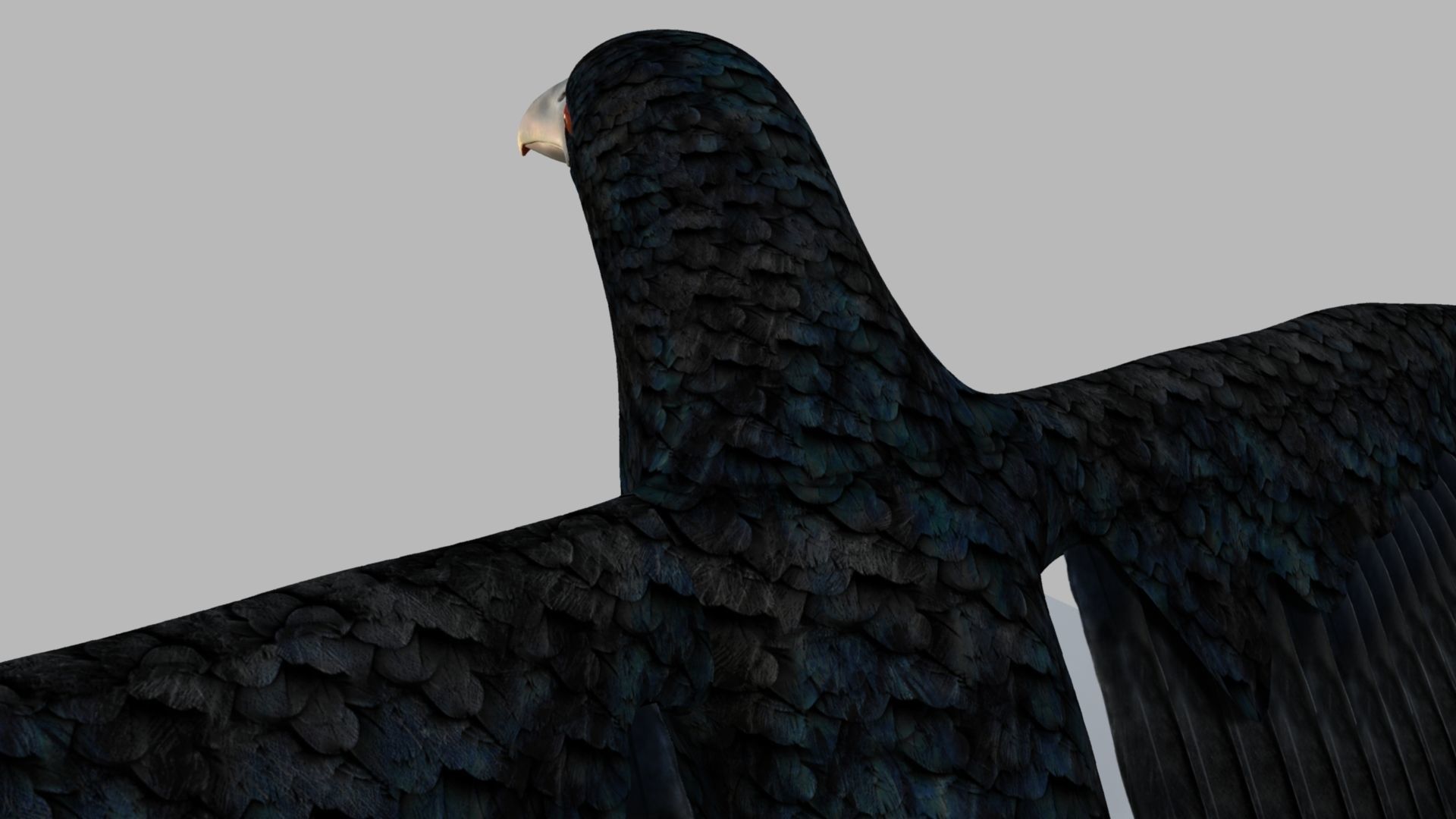 Kokila crow 3D model_9