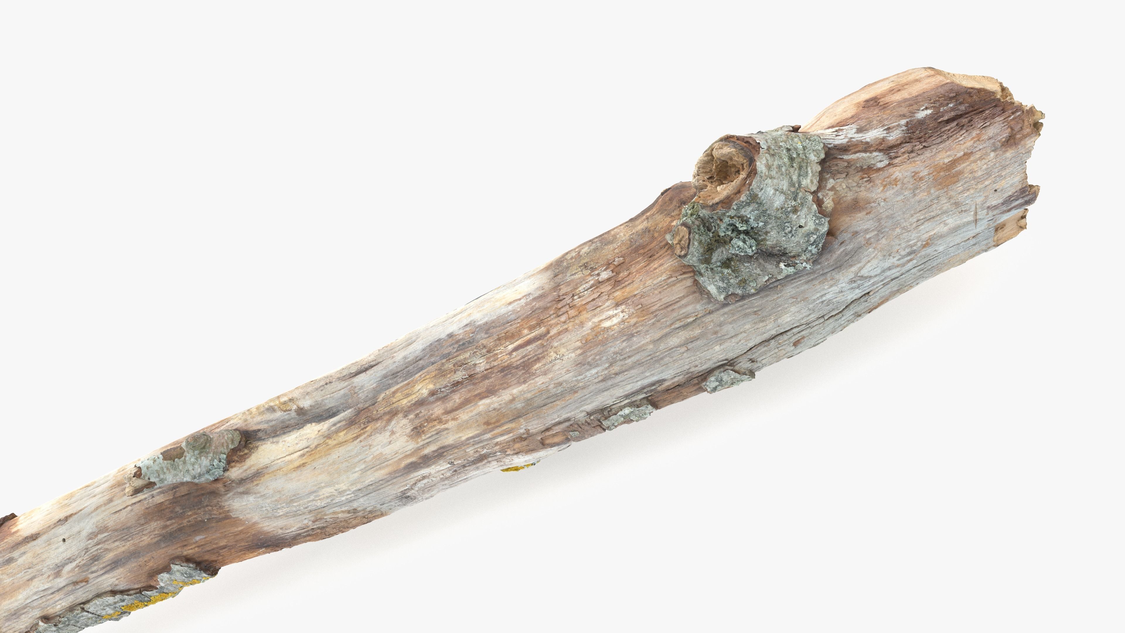 Long Weathered Alder Log Low-poly 3D model_10