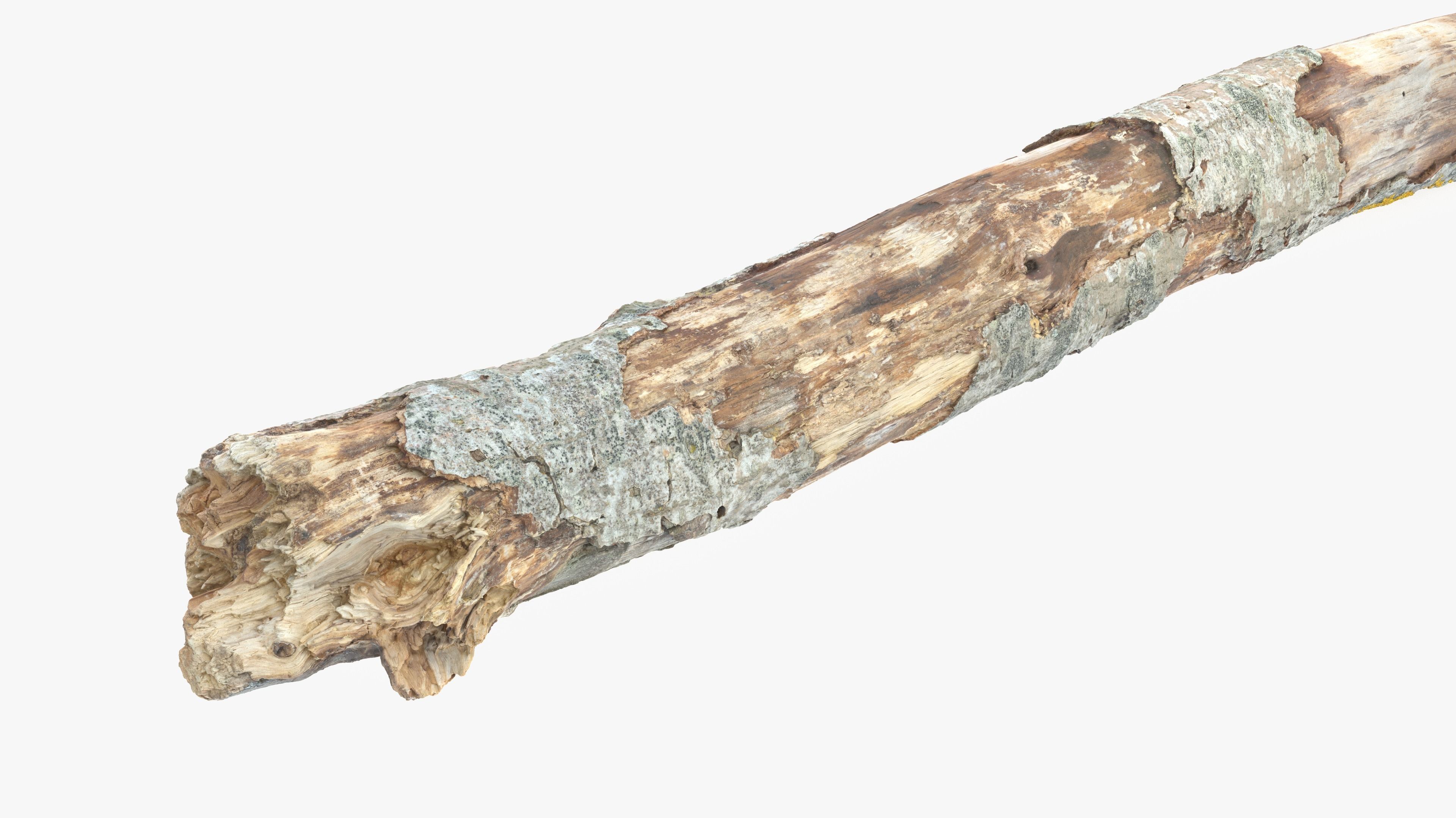 Long Weathered Alder Log Low-poly 3D model_8
