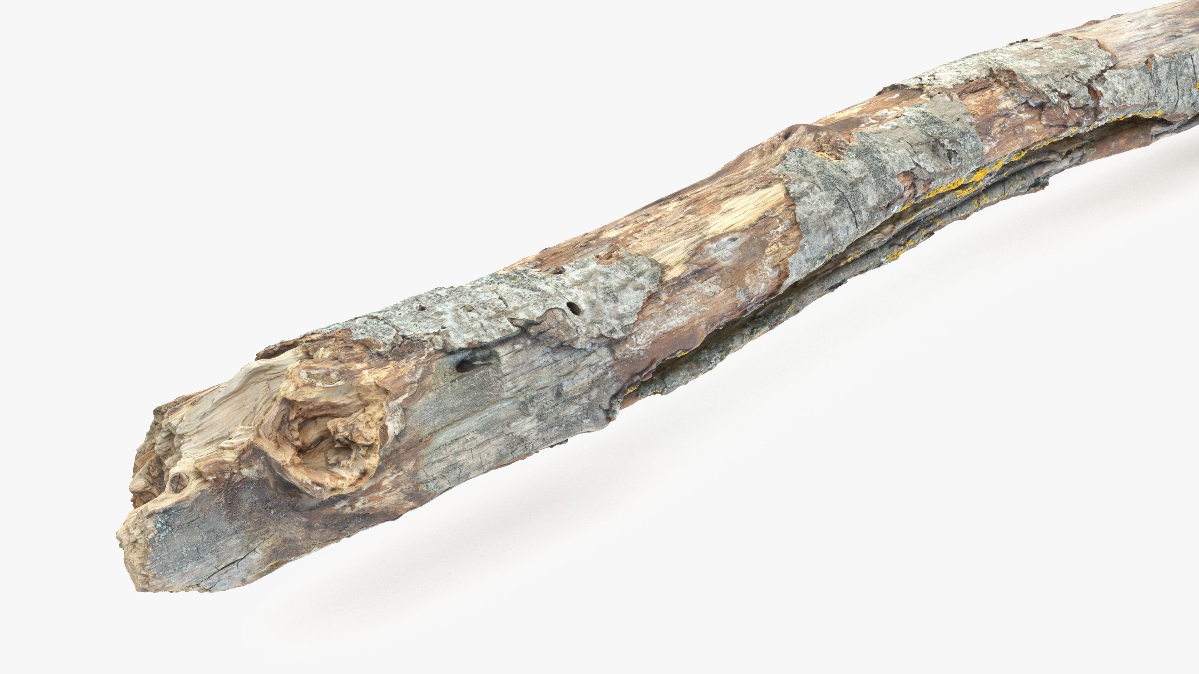 Long Weathered Alder Log Low-poly 3D model_7