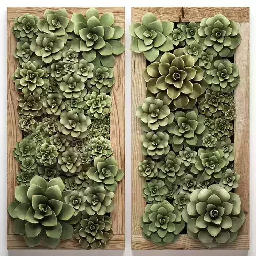 Echeveria Vertical garden 52
