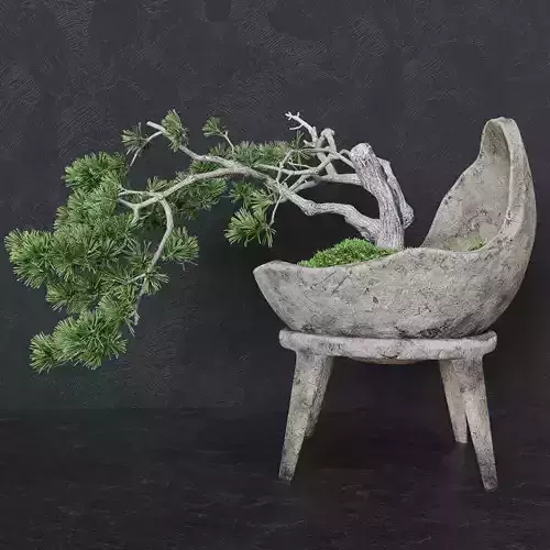 Decorative pine tree bonsai