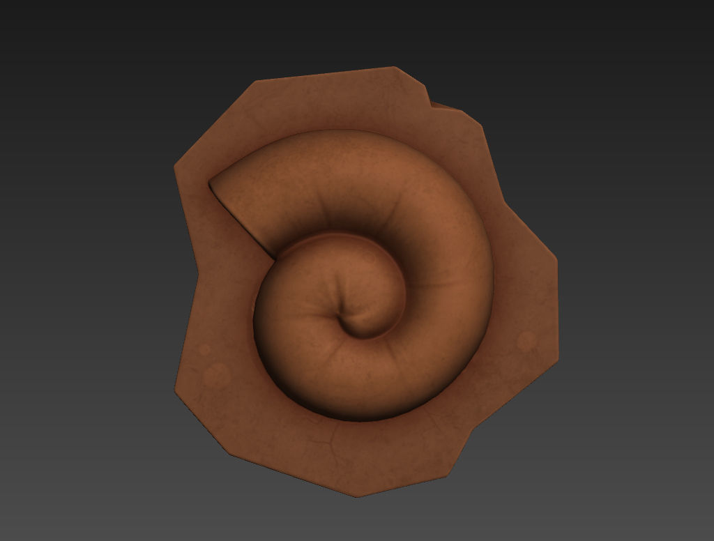 Fossil Ammonite 3D model_19