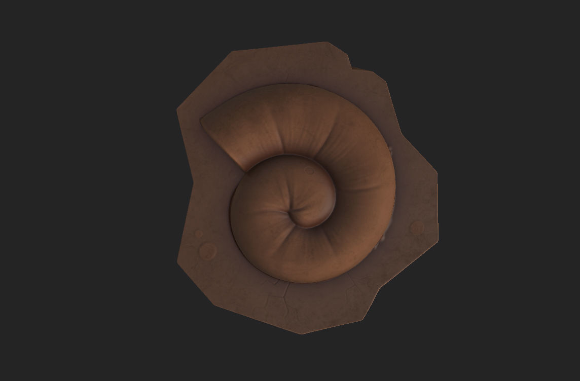 Fossil Ammonite 3D model_12