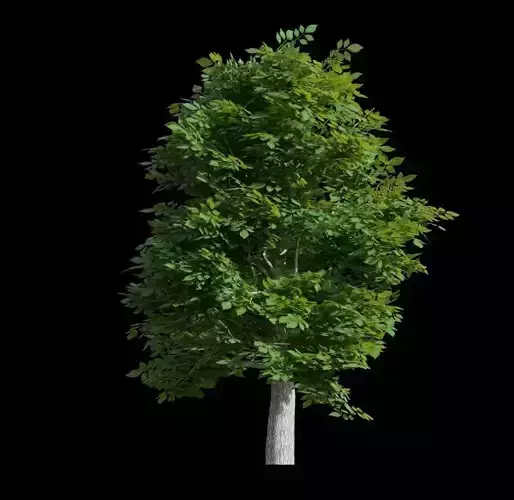 walnut tree 3D model