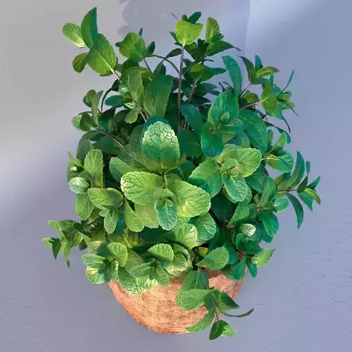 Mint in loft wooden pot