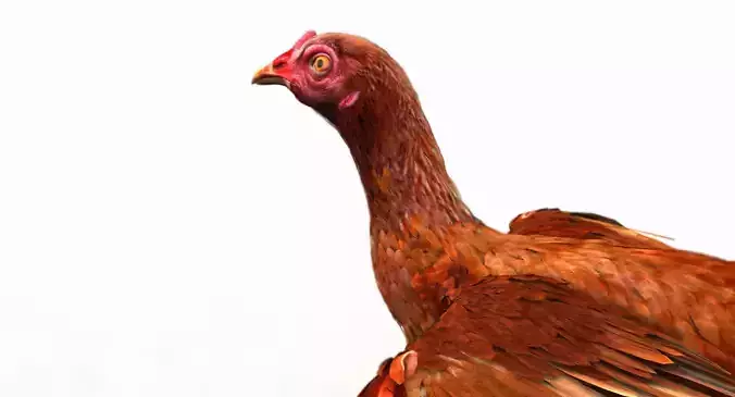 hen 3d model turkey