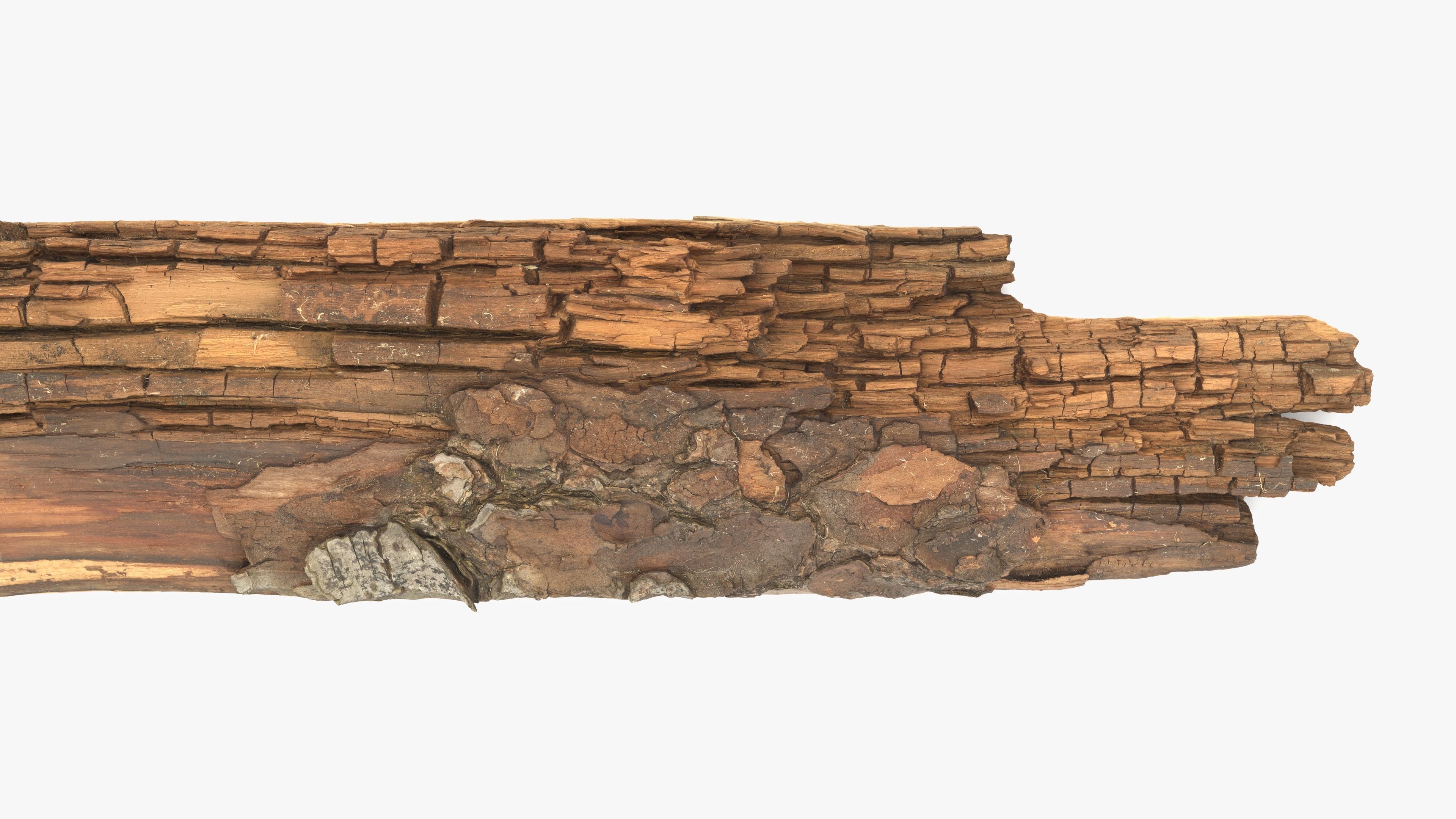 Rotten Plank Short Small Low-poly 3D model_9