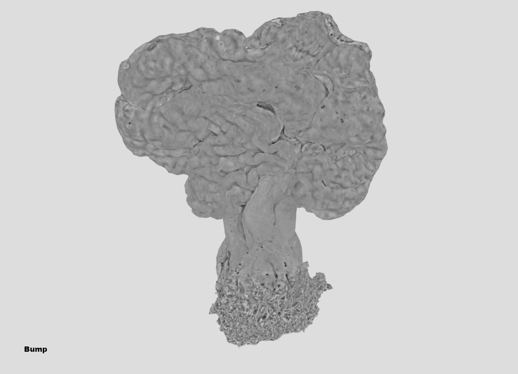 Gyromitra brain mushroom turban fungus beefsteak mushroom 3D model_50