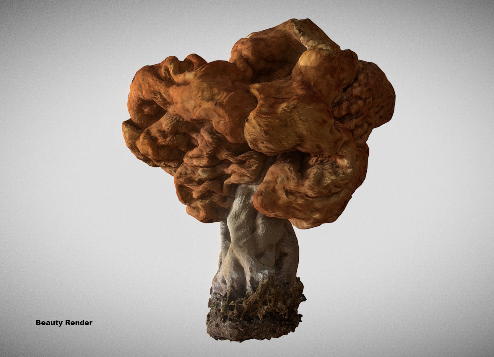 Gyromitra brain mushroom turban fungus beefsteak mushroom 3D model_11