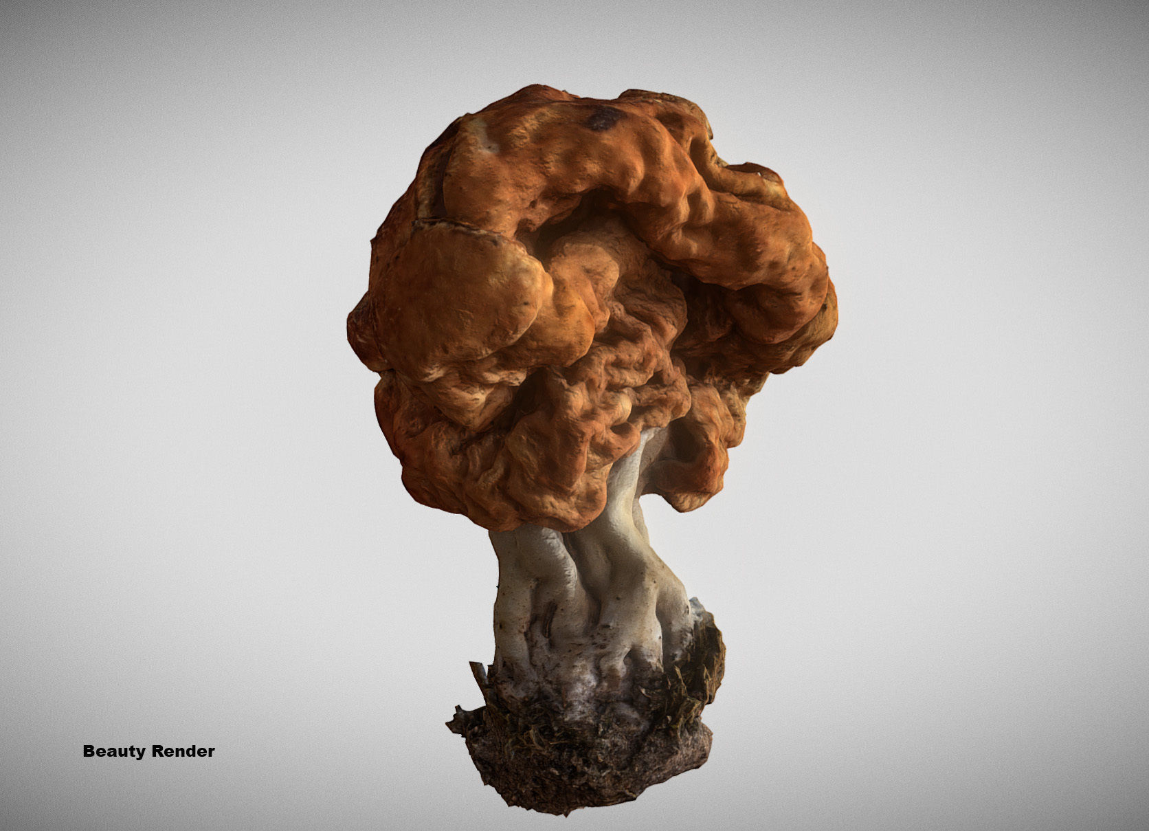 Gyromitra brain mushroom turban fungus beefsteak mushroom 3D model_14