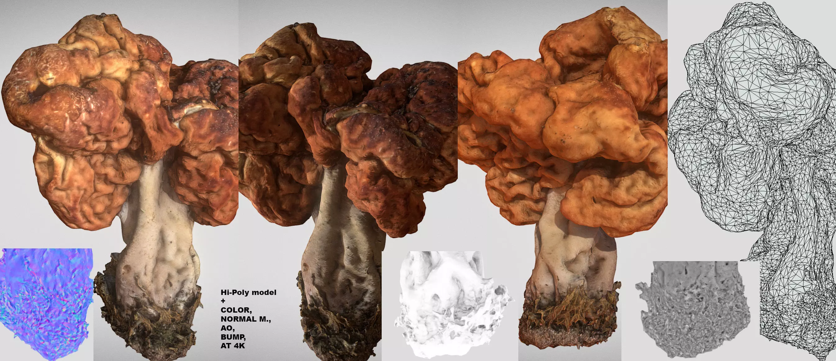 Gyromitra brain mushroom turban fungus beefsteak mushroom 3D model_0