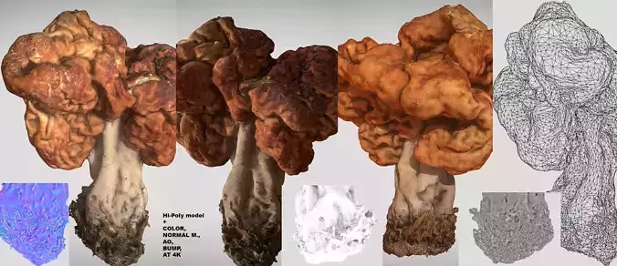  Gyromitra brain mushroom turban fungus beefsteak mushroom 