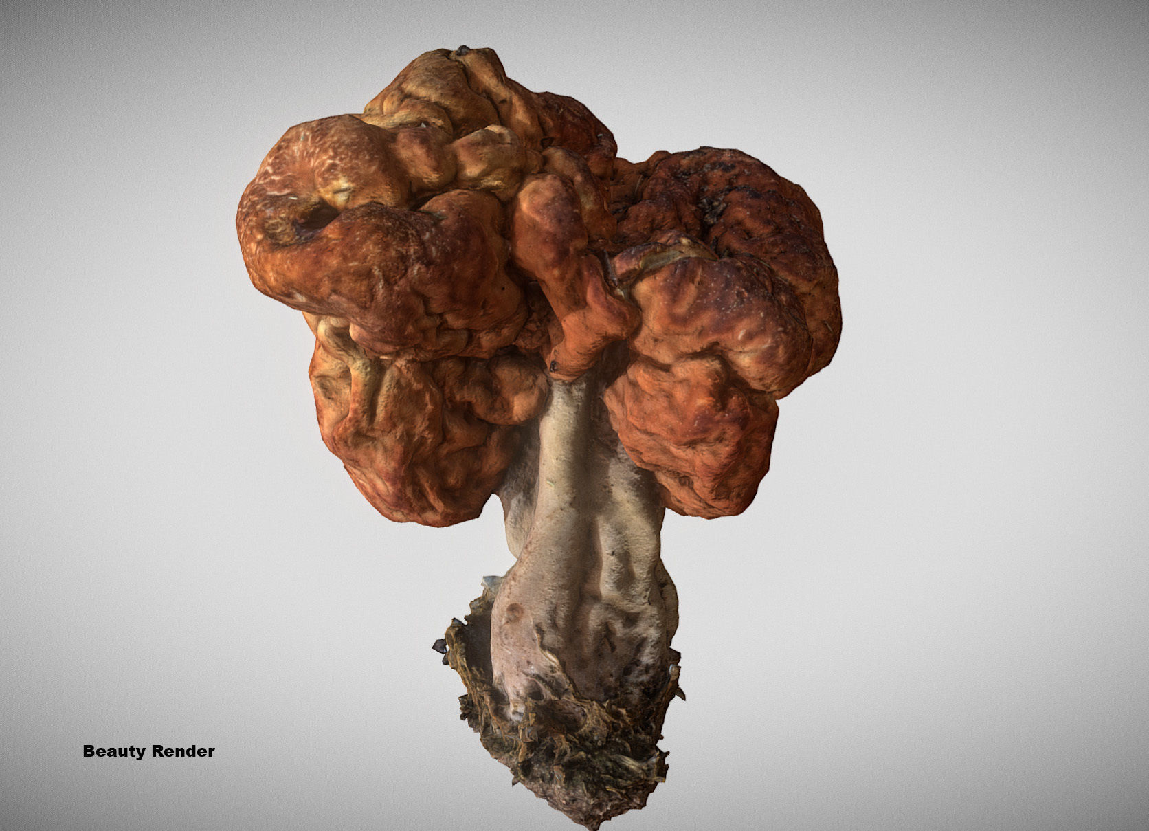 Gyromitra brain mushroom turban fungus beefsteak mushroom 3D model_20