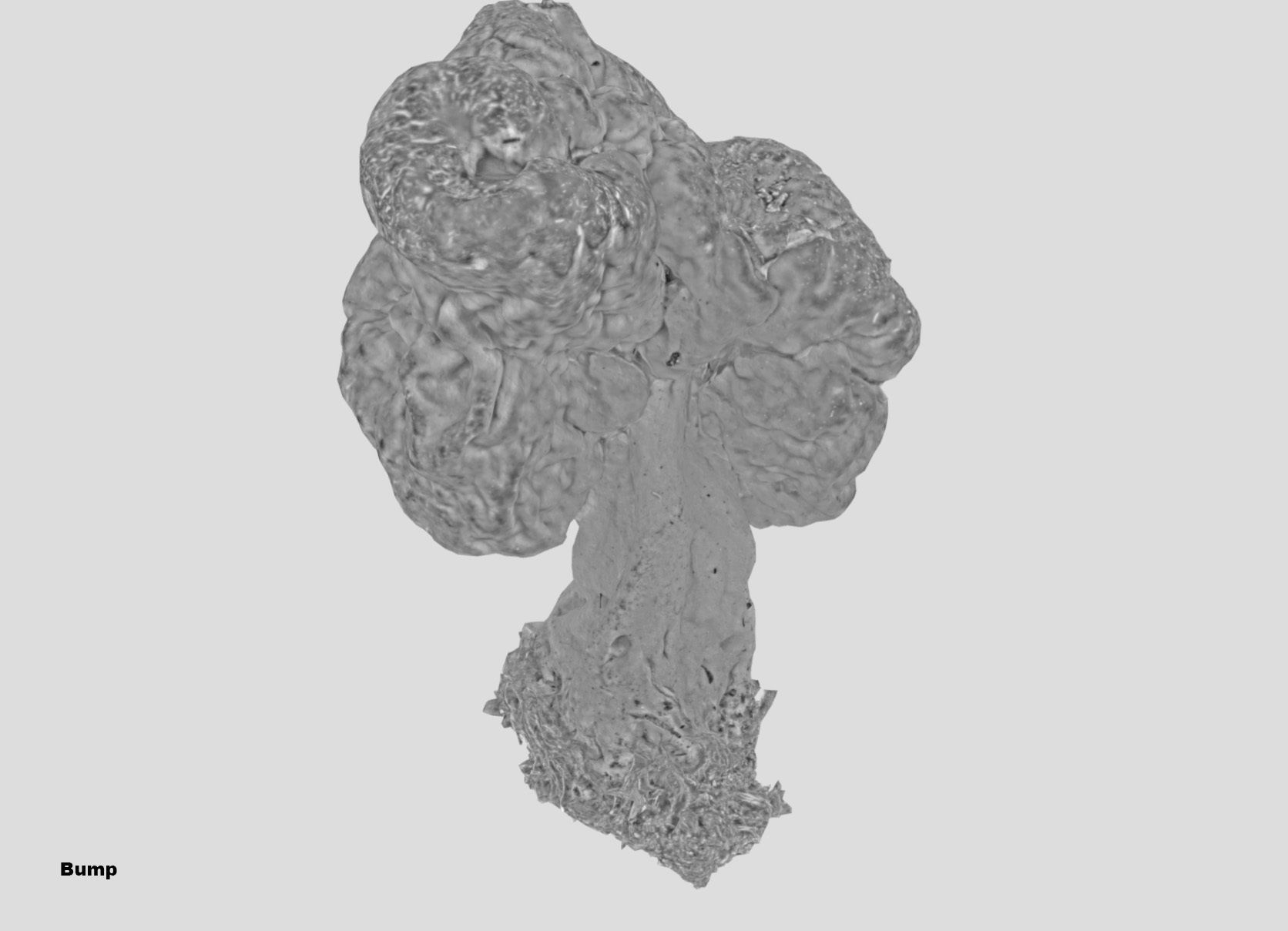 Gyromitra brain mushroom turban fungus beefsteak mushroom 3D model_47