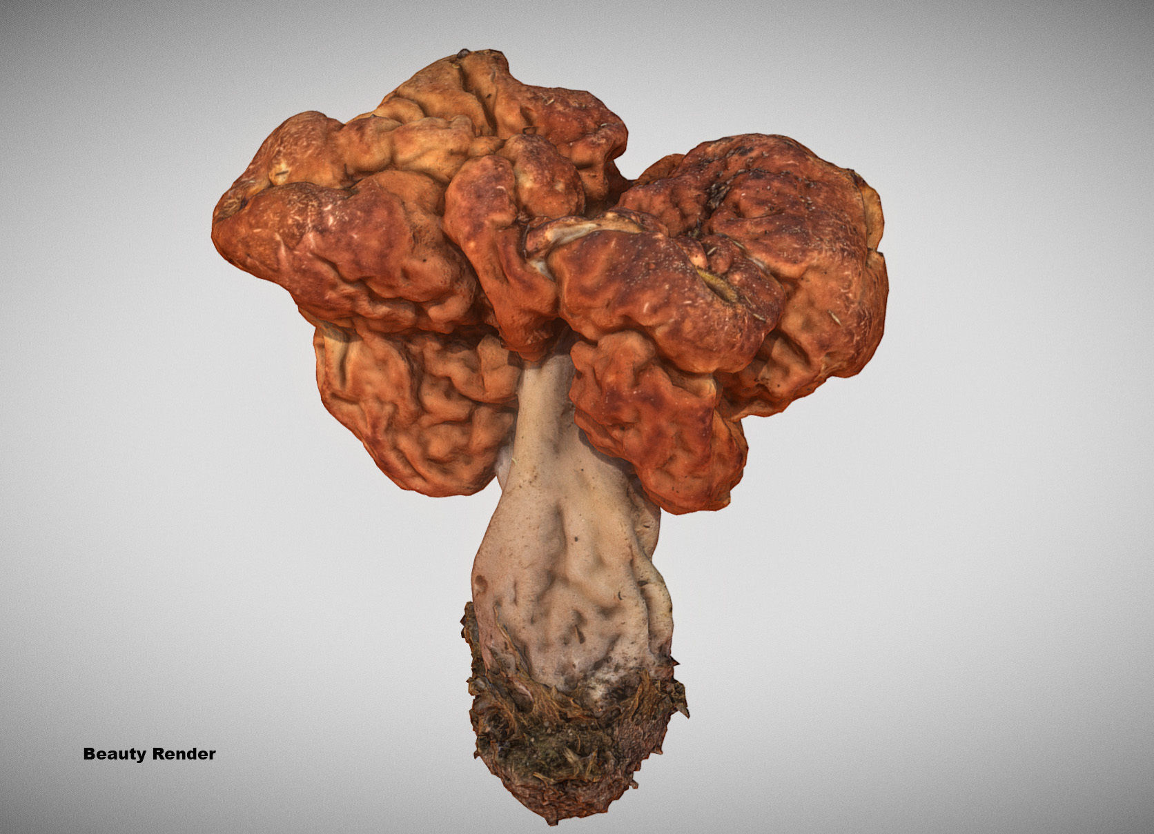 Gyromitra brain mushroom turban fungus beefsteak mushroom 3D model_19