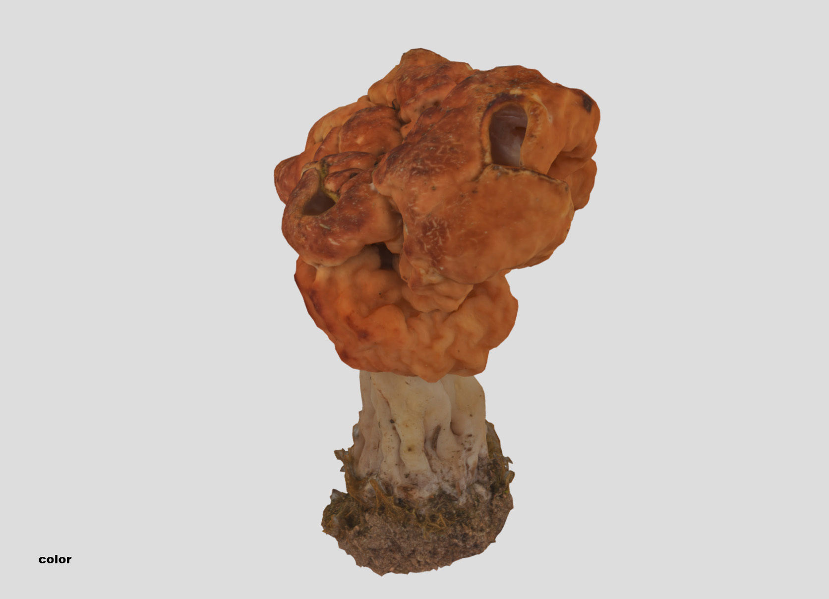 Gyromitra brain mushroom turban fungus beefsteak mushroom 3D model_24