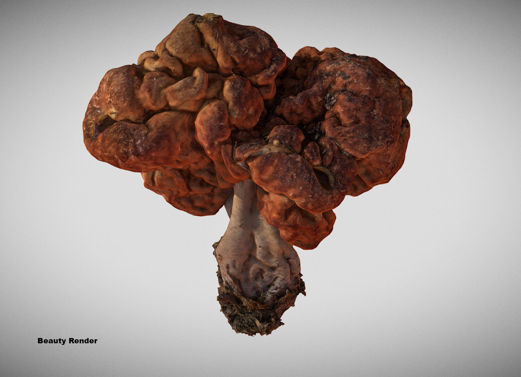 Gyromitra brain mushroom turban fungus beefsteak mushroom 3D model_5