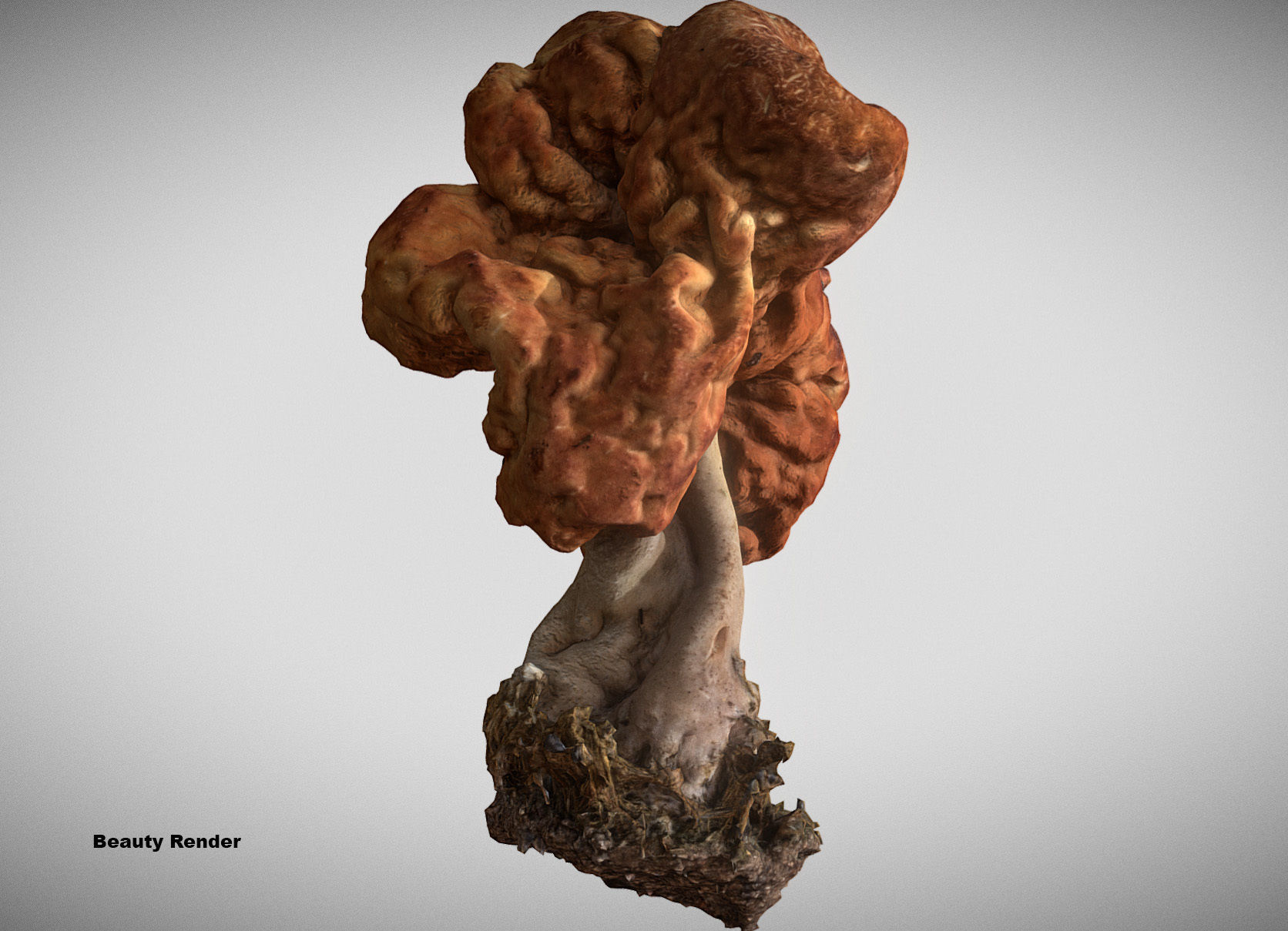 Gyromitra brain mushroom turban fungus beefsteak mushroom 3D model_7