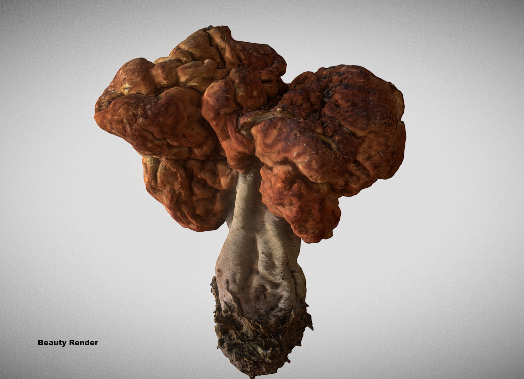 Gyromitra brain mushroom turban fungus beefsteak mushroom 3D model_17