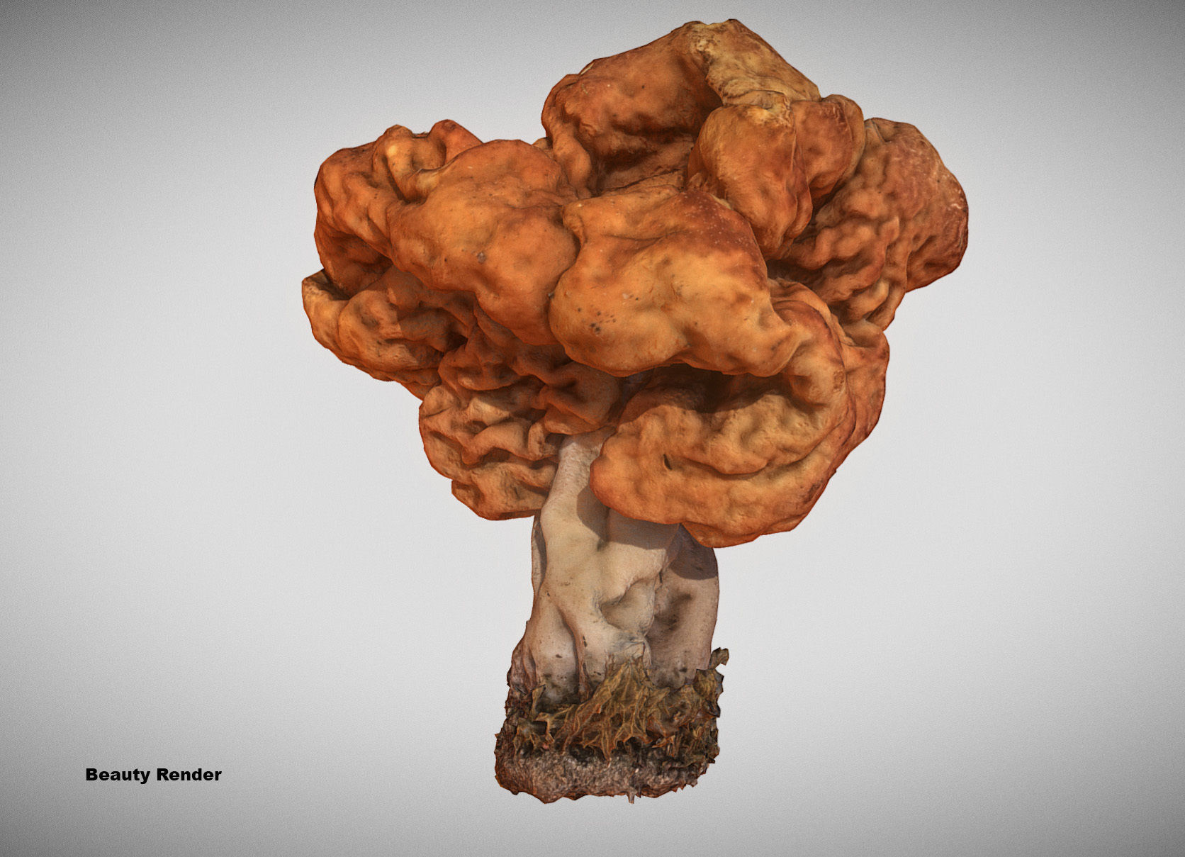 Gyromitra brain mushroom turban fungus beefsteak mushroom 3D model_9