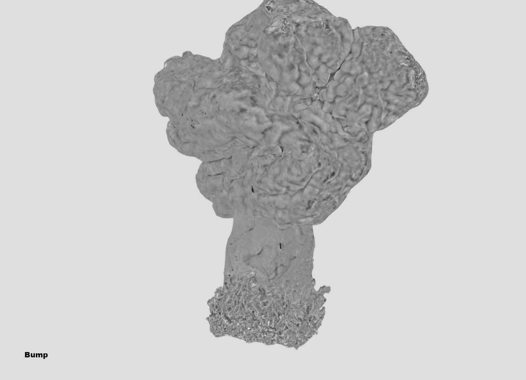 Gyromitra brain mushroom turban fungus beefsteak mushroom 3D model_49