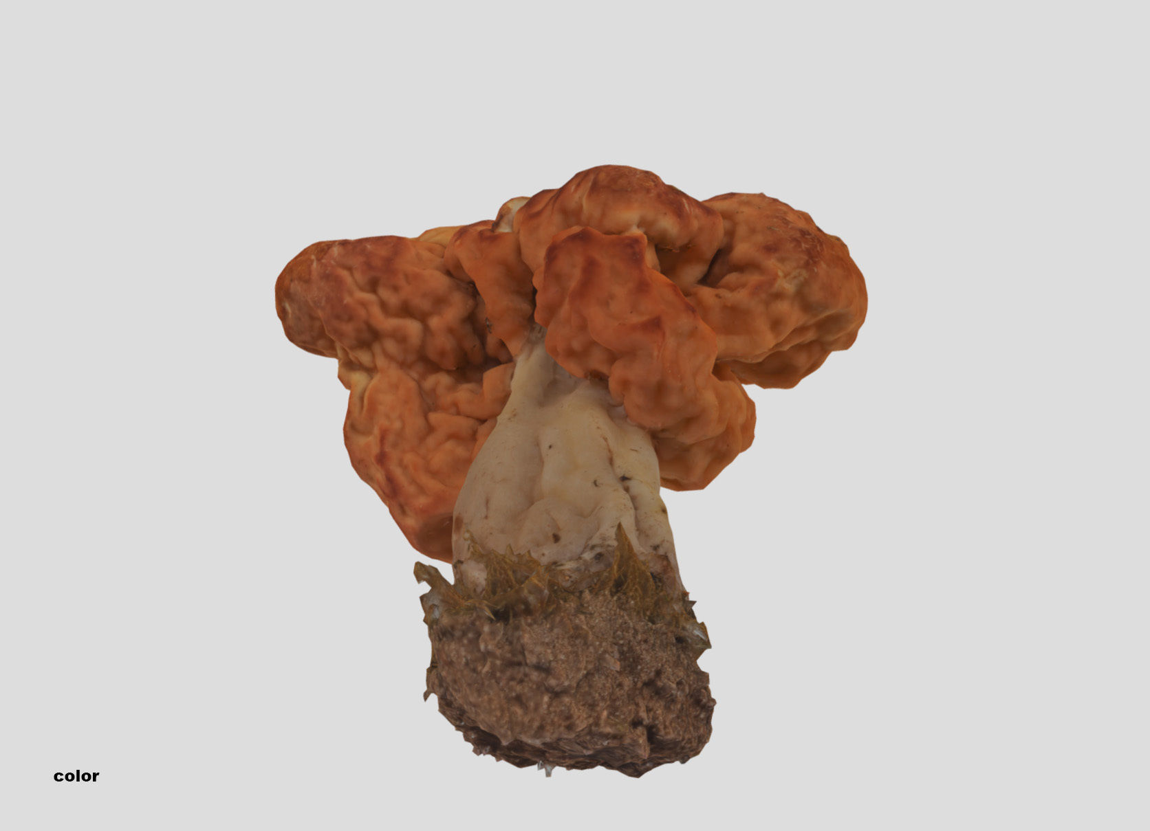 Gyromitra brain mushroom turban fungus beefsteak mushroom 3D model_22