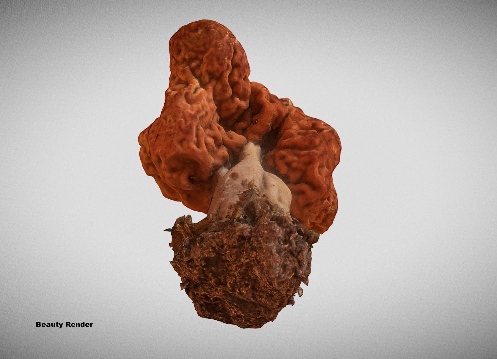 Gyromitra brain mushroom turban fungus beefsteak mushroom 3D model_6
