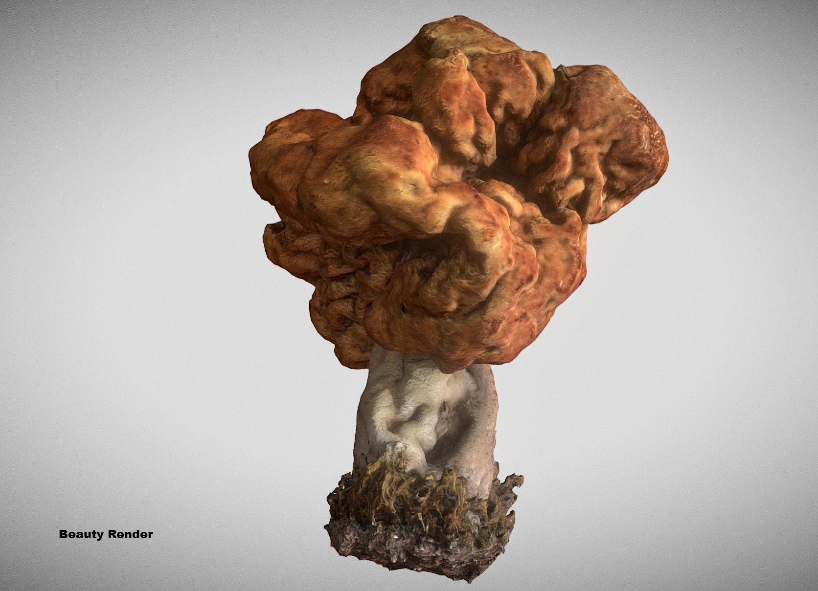Gyromitra brain mushroom turban fungus beefsteak mushroom 3D model_10