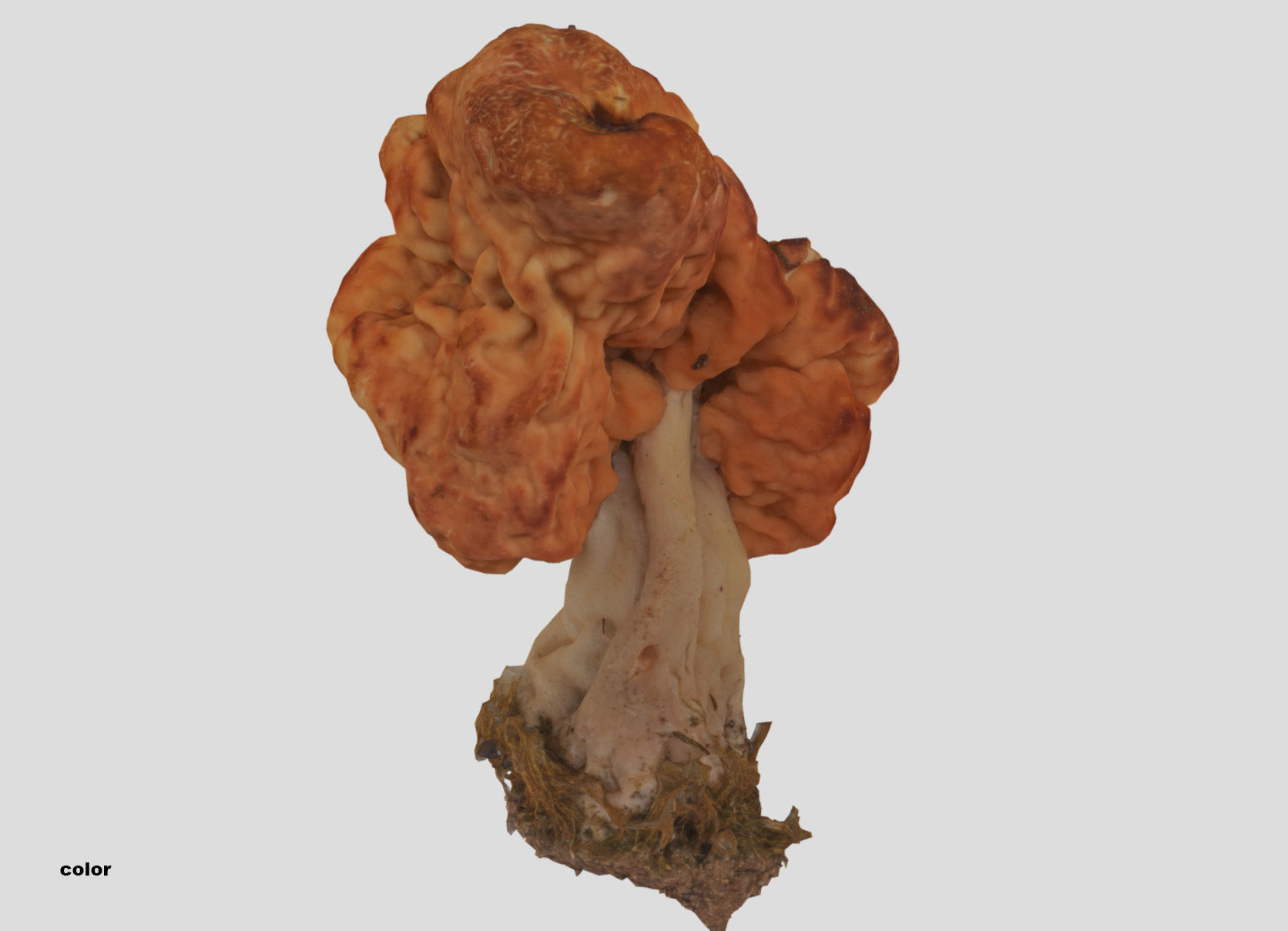 Gyromitra brain mushroom turban fungus beefsteak mushroom 3D model_26