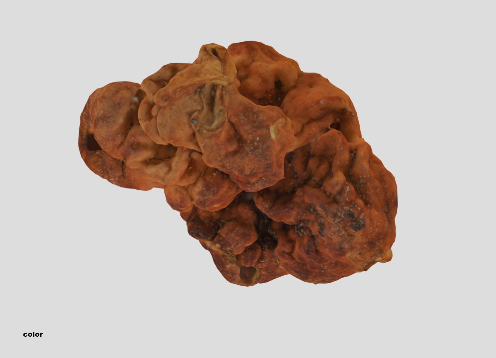 Gyromitra brain mushroom turban fungus beefsteak mushroom 3D model_23