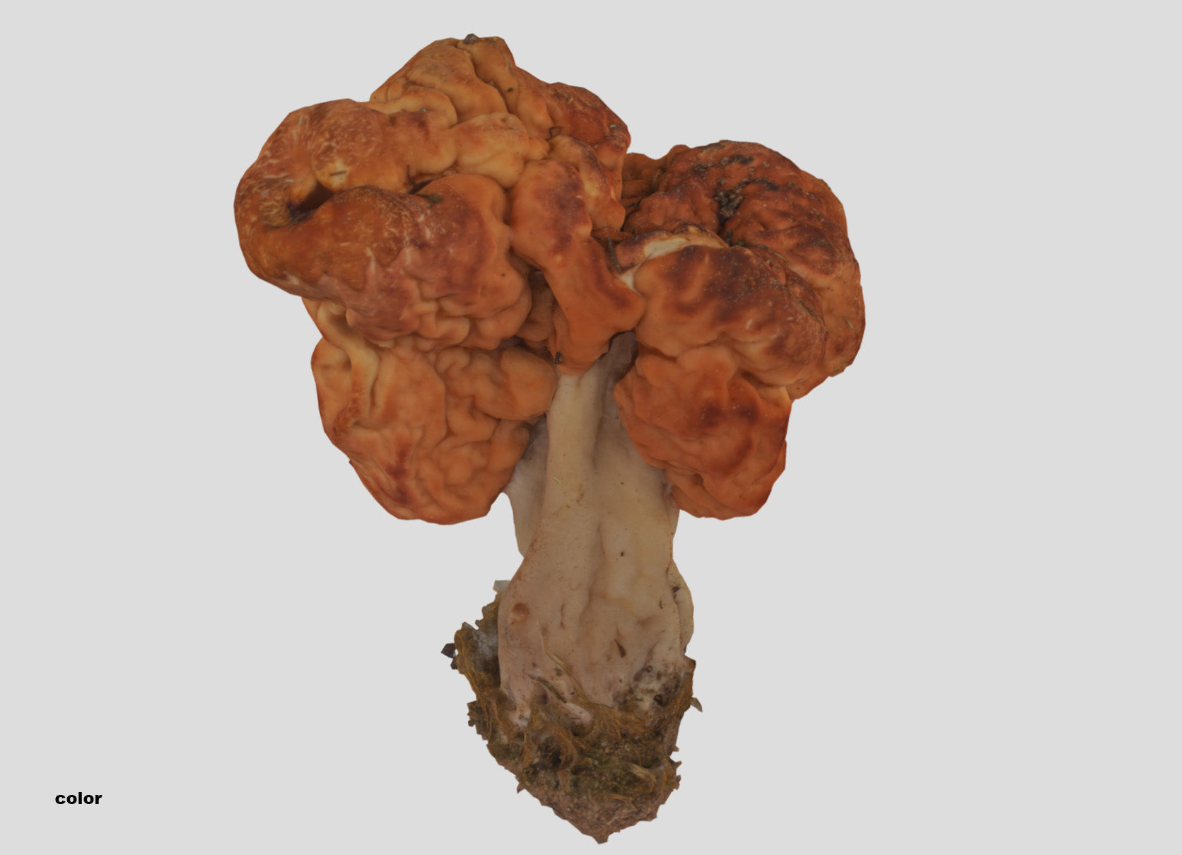 Gyromitra brain mushroom turban fungus beefsteak mushroom 3D model_29