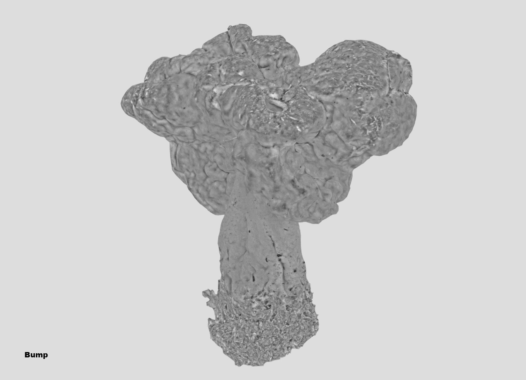 Gyromitra brain mushroom turban fungus beefsteak mushroom 3D model_36