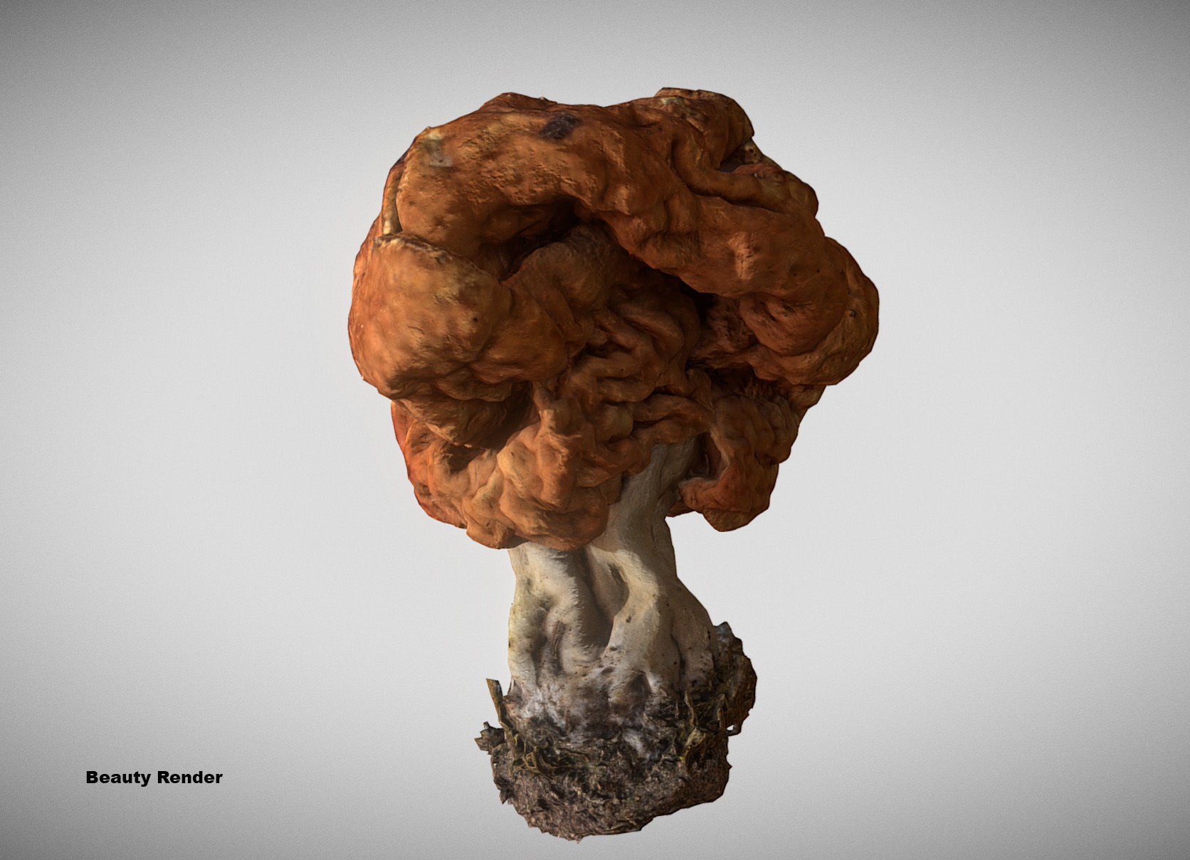 Gyromitra brain mushroom turban fungus beefsteak mushroom 3D model_13