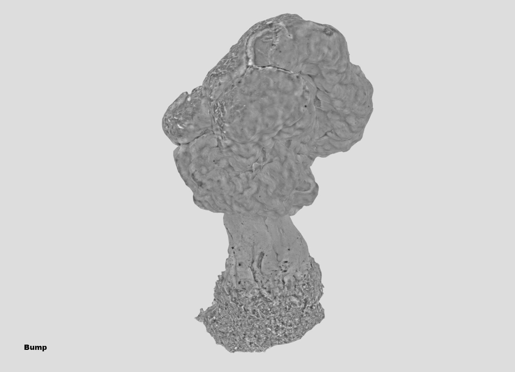 Gyromitra brain mushroom turban fungus beefsteak mushroom 3D model_32