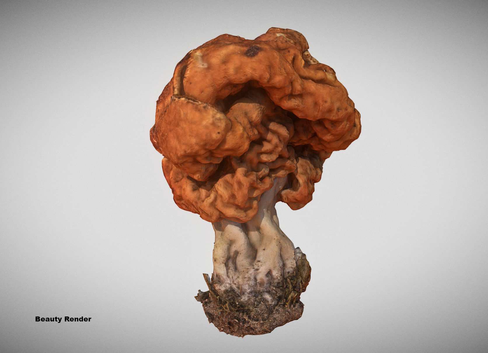 Gyromitra brain mushroom turban fungus beefsteak mushroom 3D model_16