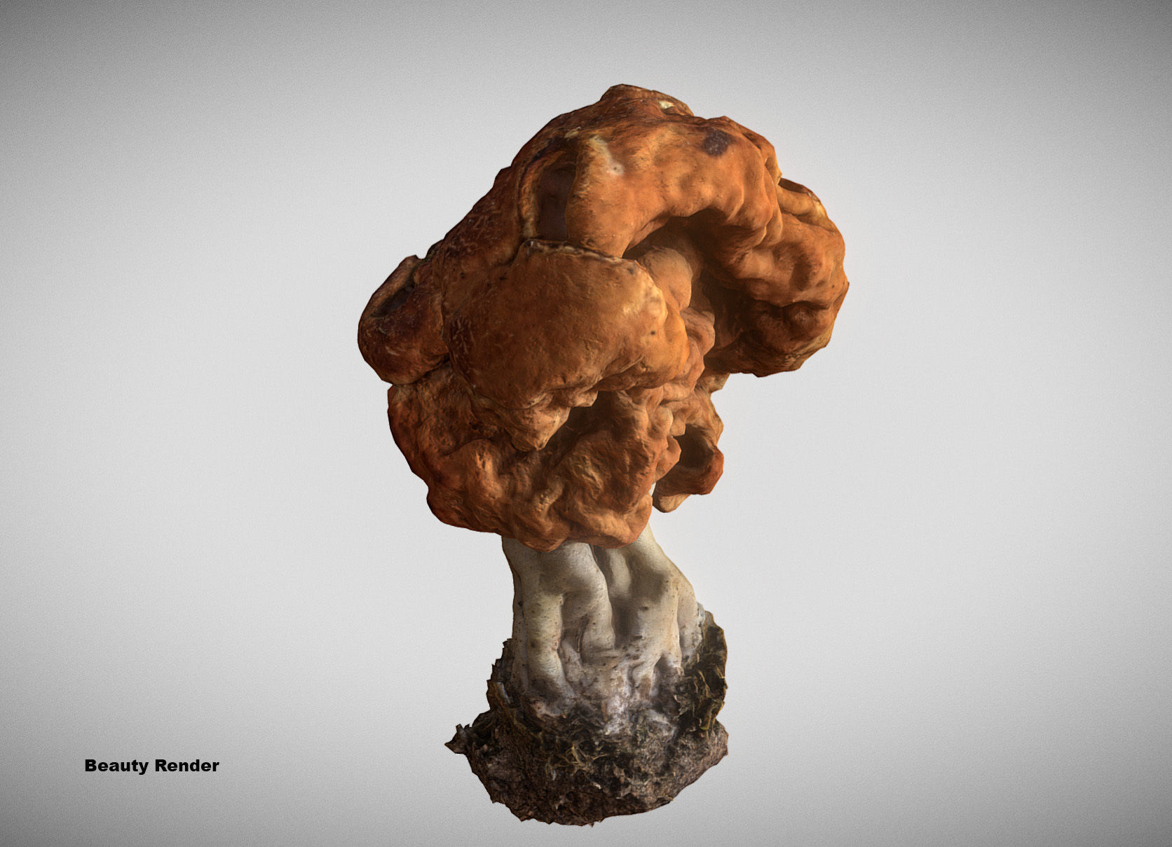 Gyromitra brain mushroom turban fungus beefsteak mushroom 3D model_15