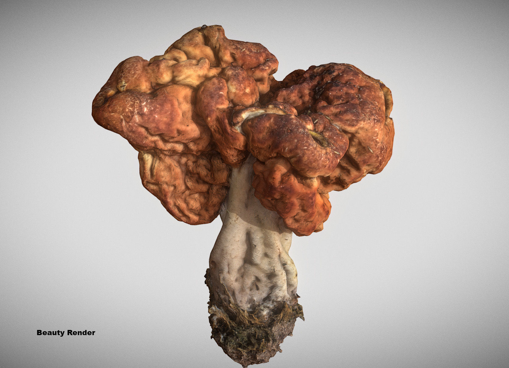 Gyromitra brain mushroom turban fungus beefsteak mushroom 3D model_18