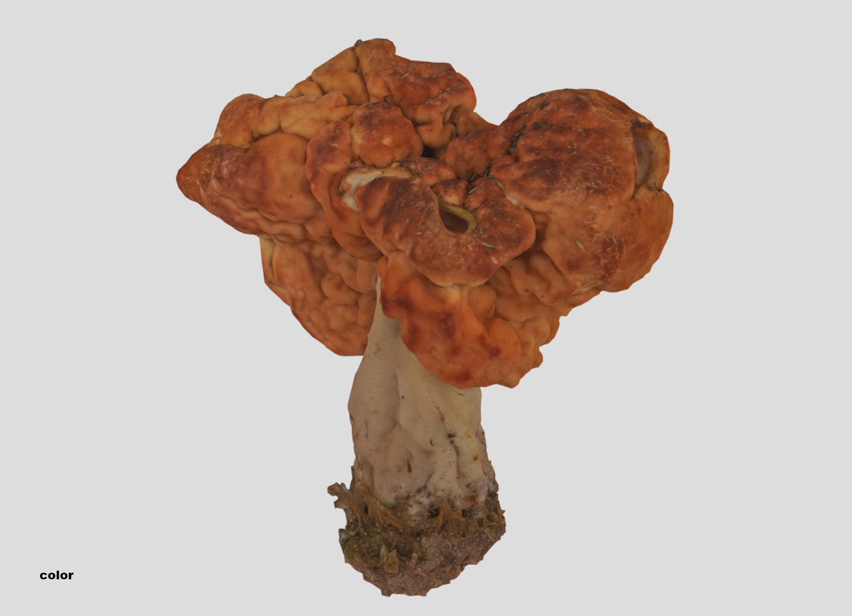 Gyromitra brain mushroom turban fungus beefsteak mushroom 3D model_27
