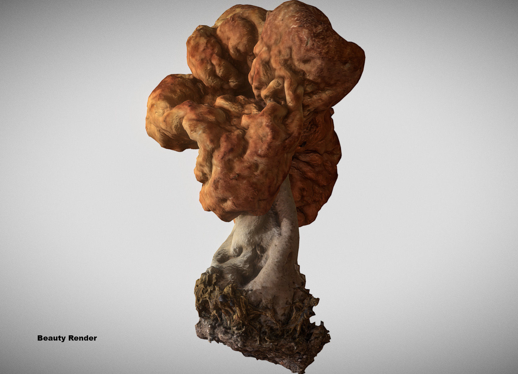 Gyromitra brain mushroom turban fungus beefsteak mushroom 3D model_8