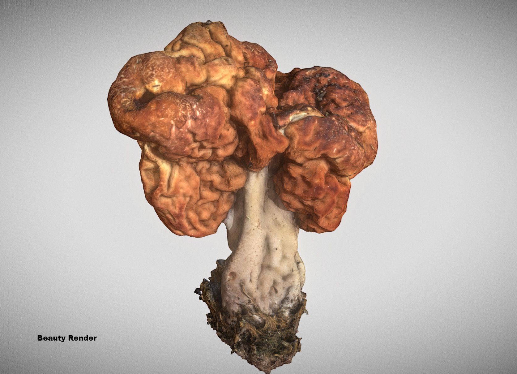 Gyromitra brain mushroom turban fungus beefsteak mushroom 3D model_21