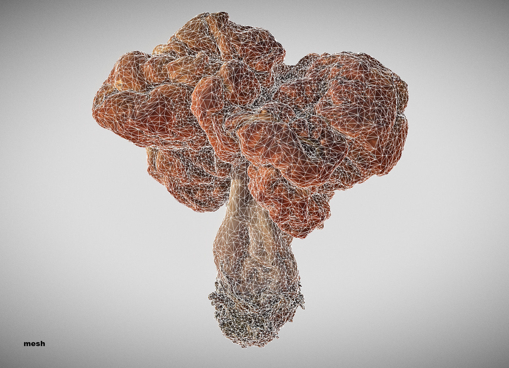Gyromitra brain mushroom turban fungus beefsteak mushroom 3D model_42