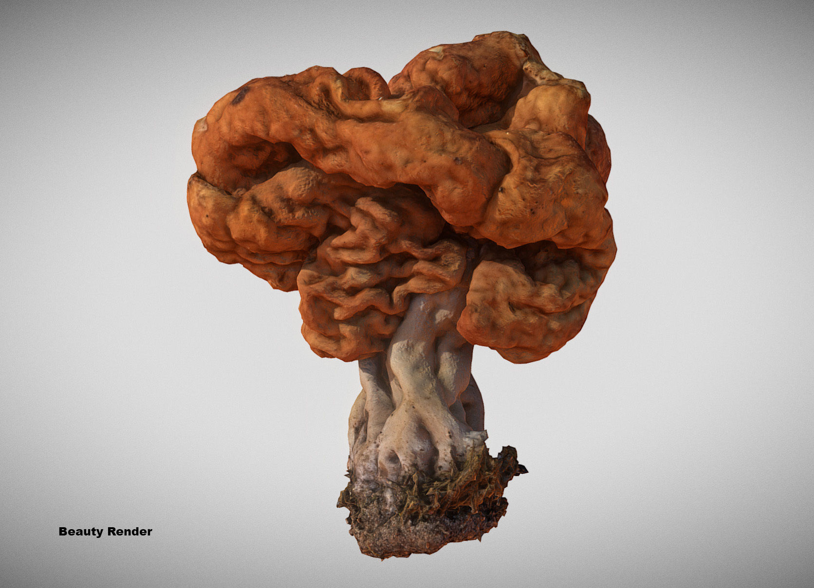 Gyromitra brain mushroom turban fungus beefsteak mushroom 3D model_12