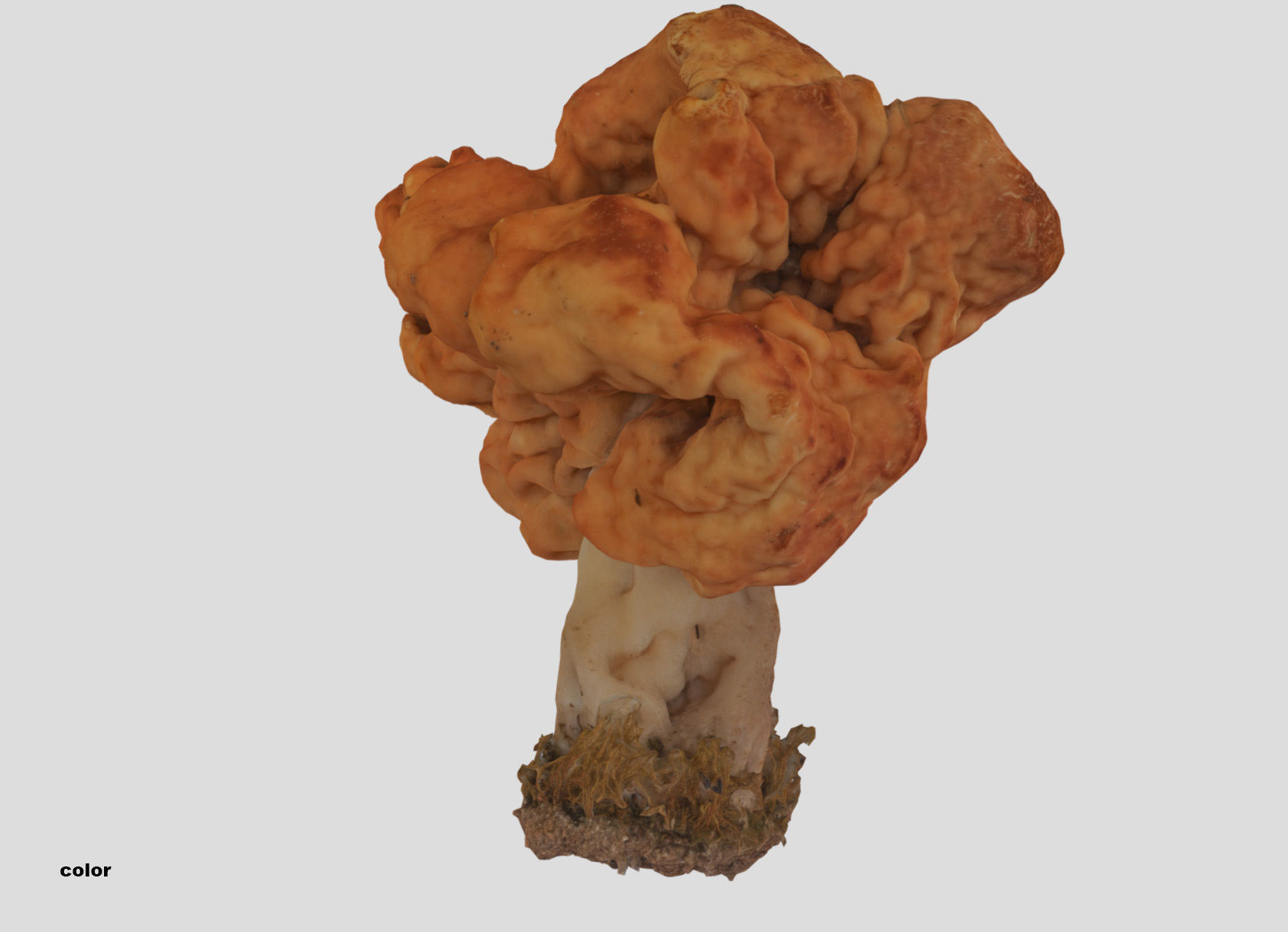 Gyromitra brain mushroom turban fungus beefsteak mushroom 3D model_28