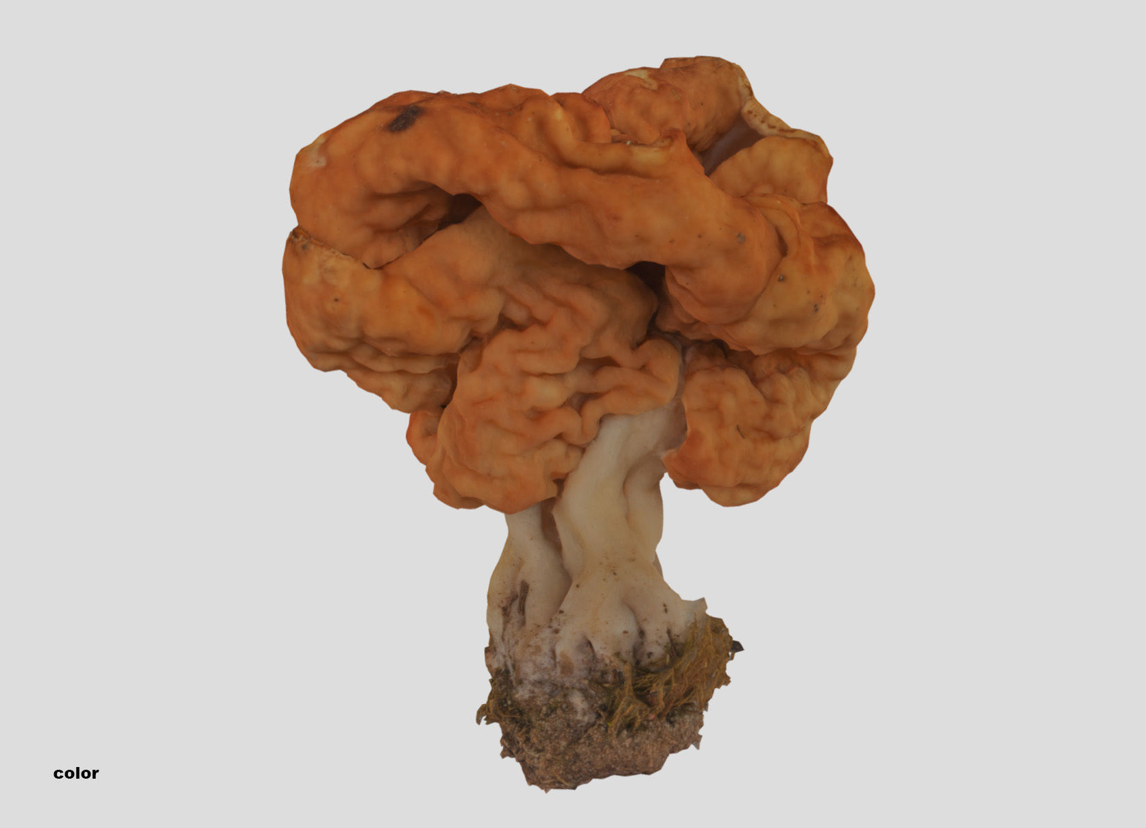 Gyromitra brain mushroom turban fungus beefsteak mushroom 3D model_25