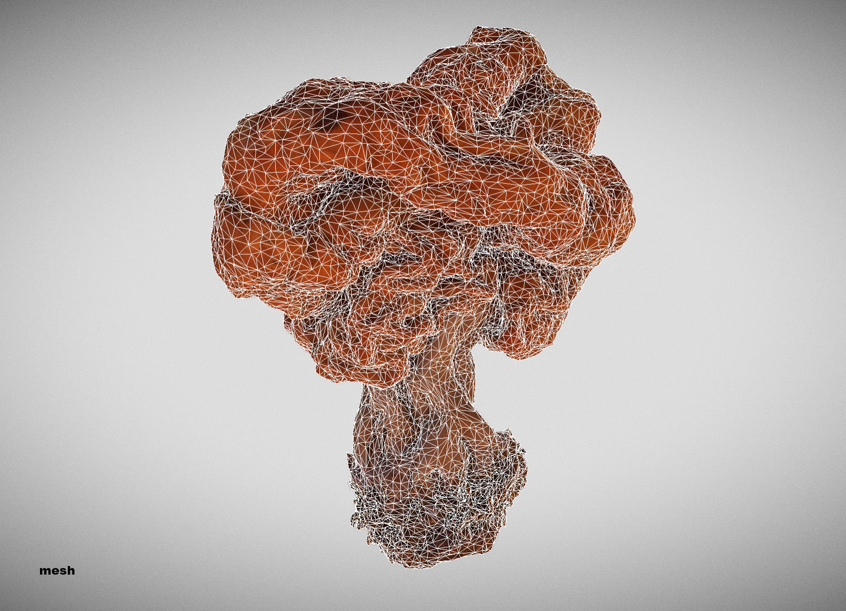 Gyromitra brain mushroom turban fungus beefsteak mushroom 3D model_40