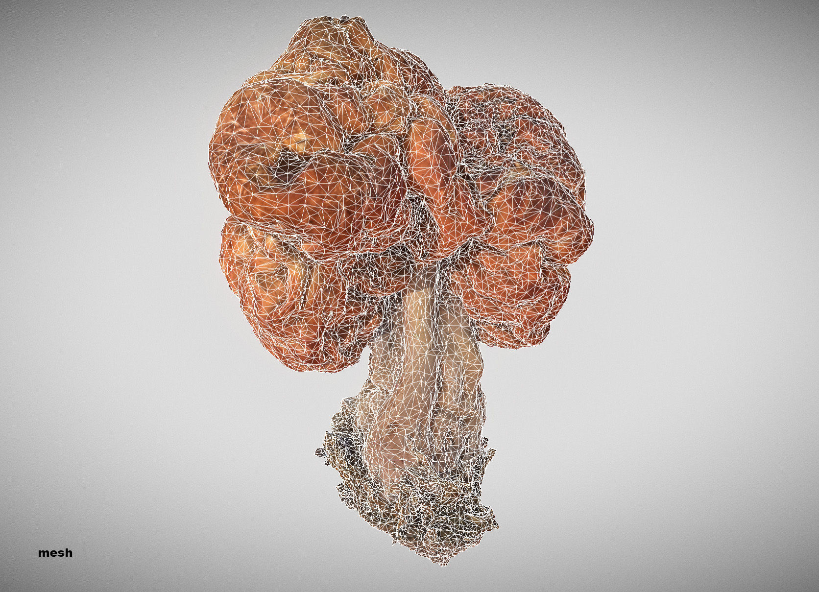 Gyromitra brain mushroom turban fungus beefsteak mushroom 3D model_44