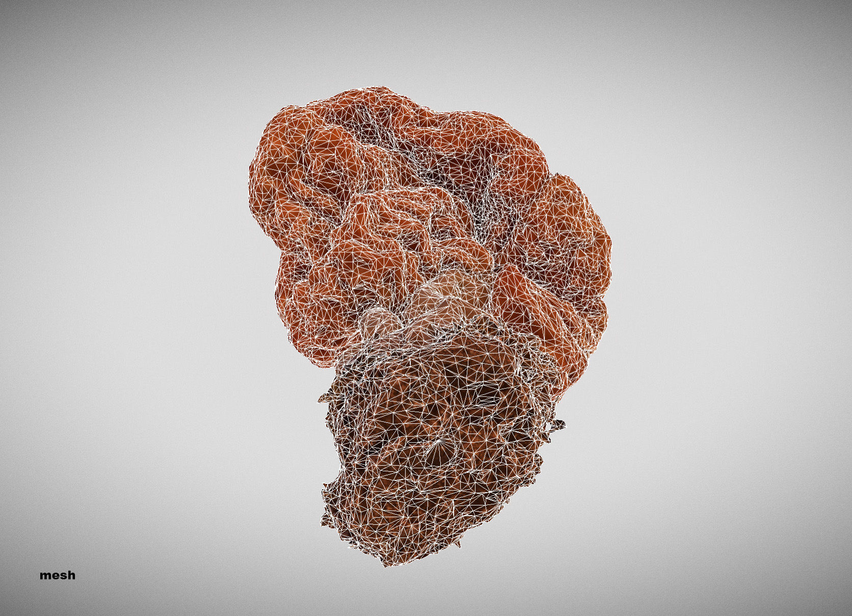 Gyromitra brain mushroom turban fungus beefsteak mushroom 3D model_31