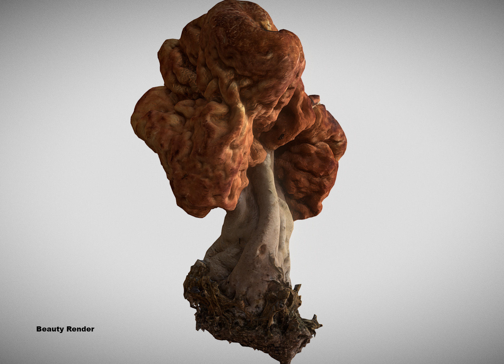 Gyromitra brain mushroom turban fungus beefsteak mushroom 3D model_2